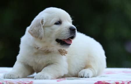 BRENDA CUCCIOLI DI GOLDEN RETRIEVER MASCHIO SAN NICOLO 3217