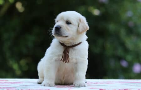 BRENDA CUCCIOLI DI GOLDEN RETRIEVER MASCHIO SAN NICOLO 3224