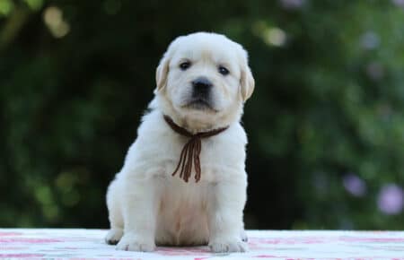 BRENDA CUCCIOLI DI GOLDEN RETRIEVER MASCHIO SAN NICOLO 3225
