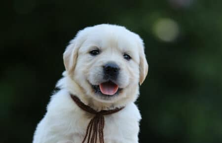 BRENDA CUCCIOLI DI GOLDEN RETRIEVER MASCHIO SAN NICOLO 3227