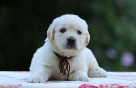 BRENDA CUCCIOLI DI GOLDEN RETRIEVER MASCHIO SAN NICOLO 3230