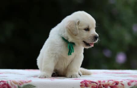 BRENDA CUCCIOLI DI GOLDEN RETRIEVER MASCHIO SAN NICOLO 3247