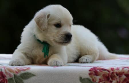 BRENDA CUCCIOLI DI GOLDEN RETRIEVER MASCHIO SAN NICOLO 3256