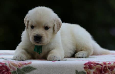 BRENDA CUCCIOLI DI GOLDEN RETRIEVER MASCHIO SAN NICOLO 3258