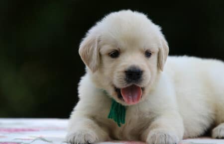 BRENDA CUCCIOLI DI GOLDEN RETRIEVER MASCHIO SAN NICOLO 3261