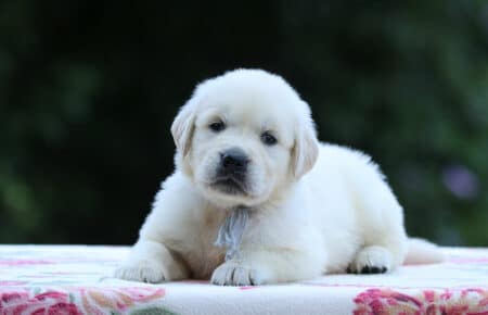BRENDA CUCCIOLI DI GOLDEN RETRIEVER MASCHIO SAN NICOLO 3279