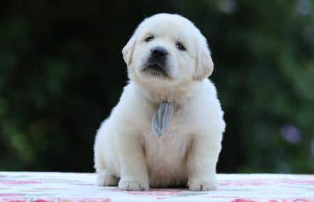 BRENDA CUCCIOLI DI GOLDEN RETRIEVER MASCHIO SAN NICOLO 3283