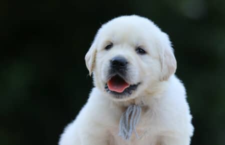 BRENDA CUCCIOLI DI GOLDEN RETRIEVER MASCHIO SAN NICOLO 3286