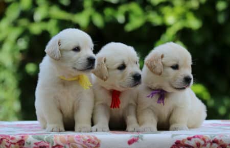 BRENDA CUCCIOLI DI GOLDEN RETRIEVER MASCHIO SAN NICOLO 3358