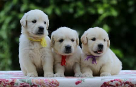 BRENDA CUCCIOLI DI GOLDEN RETRIEVER MASCHIO SAN NICOLO 3360