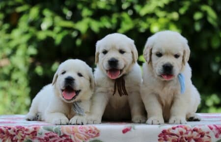 BRENDA CUCCIOLI DI GOLDEN RETRIEVER MASCHIO SAN NICOLO 3367