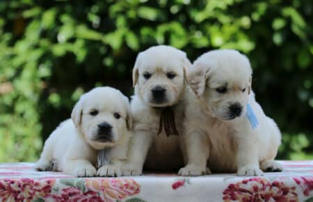 BRENDA CUCCIOLI DI GOLDEN RETRIEVER MASCHIO SAN NICOLO 3369