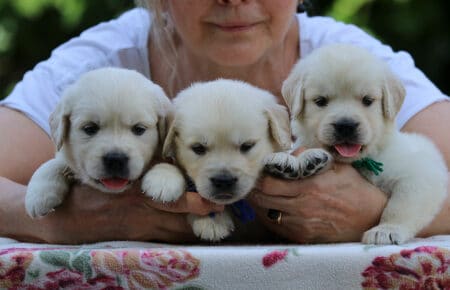 BRENDA CUCCIOLI DI GOLDEN RETRIEVER MASCHIO SAN NICOLO 3377