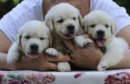 BRENDA CUCCIOLI DI GOLDEN RETRIEVER MASCHIO SAN NICOLO 3378