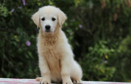 BRENDA CUCCIOLO MASCHIO GOLDEN RETRIEVER SAN NICOLO 3870