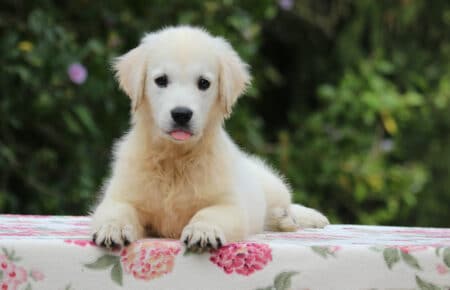 BRENDA CUCCIOLO MASCHIO GOLDEN RETRIEVER SAN NICOLO 3882