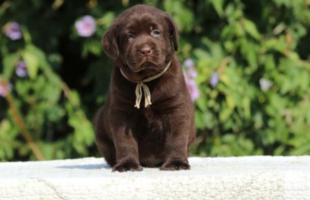 SUNNY CUCCIOLO LABRADOR MASCHIO BEIGE 3833