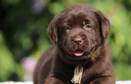 SUNNY CUCCIOLO LABRADOR MASCHIO BEIGE 3841