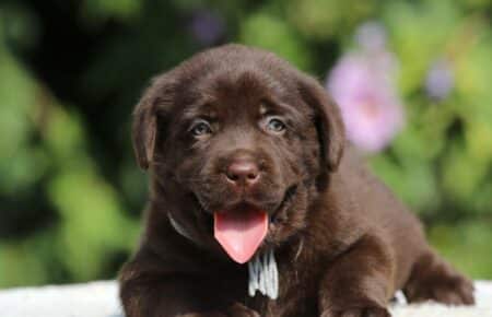 SUNNY CUCCIOLO LABRADOR MASCHIO GRIGIO 3825