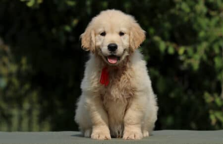 JENIFFER CUCCIOLA FEMMINA DI GOLDEN RETRIEVER SAN NICOLO 4038