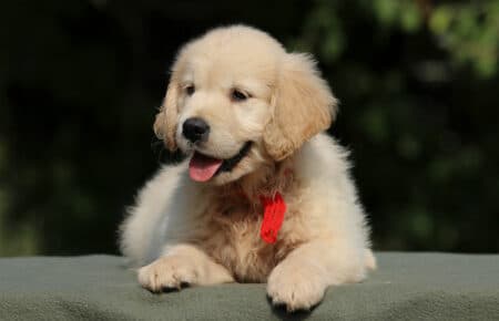 JENIFFER CUCCIOLA FEMMINA DI GOLDEN RETRIEVER SAN NICOLO 4049