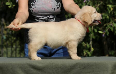 JENIFFER CUCCIOLA FEMMINA DI GOLDEN RETRIEVER SAN NICOLO 4053