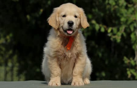JENIFFER CUCCIOLA FEMMINA DI GOLDEN RETRIEVER SAN NICOLO 4058