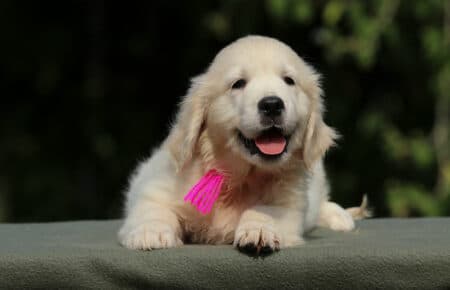 JENIFFER CUCCIOLA FEMMINA DI GOLDEN RETRIEVER SAN NICOLO 4089