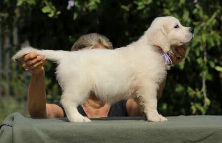 JENIFFER CUCCIOLA FEMMINA DI GOLDEN RETRIEVER SAN NICOLO 4126