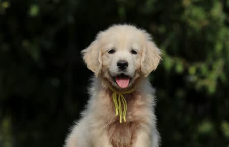 JENIFFER CUCCIOLA FEMMINA DI GOLDEN RETRIEVER SAN NICOLO 4133