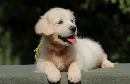 JENIFFER CUCCIOLA FEMMINA DI GOLDEN RETRIEVER SAN NICOLO 4140