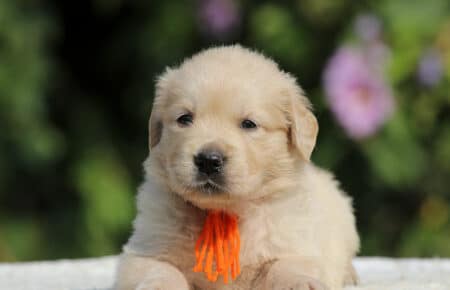 JENIFFER CUCCIOLI FEMMINE DI GOLDEN RETRIEVER SAN NICOLO 3754