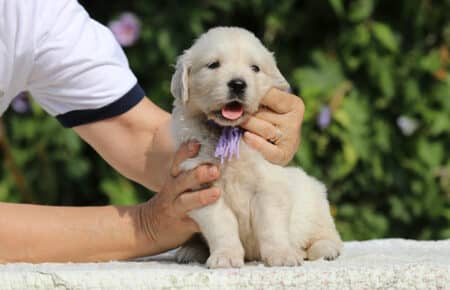 JENIFFER CUCCIOLI FEMMINE DI GOLDEN RETRIEVER SAN NICOLO 3766