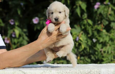JENIFFER CUCCIOLI FEMMINE DI GOLDEN RETRIEVER SAN NICOLO 3776