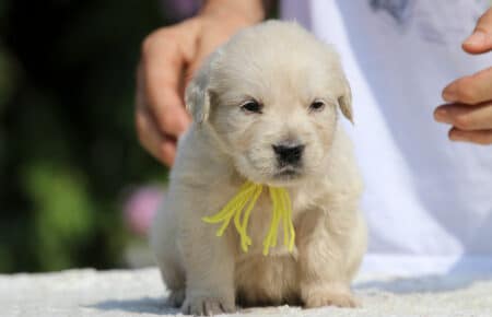 JENIFFER CUCCIOLI FEMMINE DI GOLDEN RETRIEVER SAN NICOLO 3807