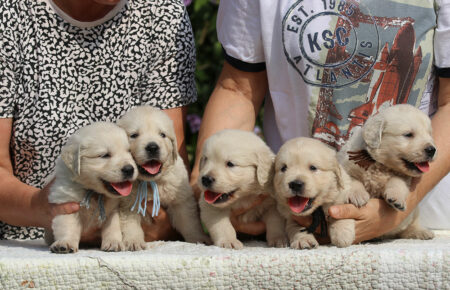 JENIFFER CUCCIOLI MASCHI DI GOLDEN RETRIEVER SAN NICOLO 3727