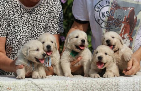 JENIFFER CUCCIOLI MASCHI DI GOLDEN RETRIEVER SAN NICOLO 3728