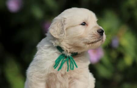 JENIFFER CUCCIOLI MASCHIO DI GOLDEN RETRIEVER SAN NICOLO 3663