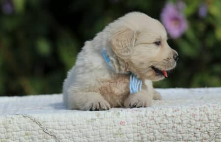 JENIFFER CUCCIOLI MASCHIO DI GOLDEN RETRIEVER SAN NICOLO 3692