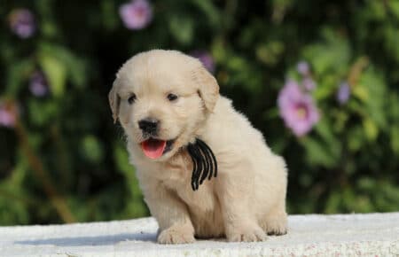 JENIFFER CUCCIOLI MASCHIO DI GOLDEN RETRIEVER SAN NICOLO 3701