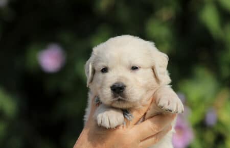 JENIFFER CUCCIOLI MASCHIO DI GOLDEN RETRIEVER SAN NICOLO 3711