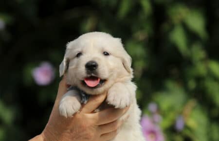 JENIFFER CUCCIOLI MASCHIO DI GOLDEN RETRIEVER SAN NICOLO 3725
