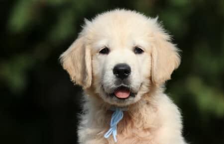 JENIFFER CUCCIOLO MASCHIO DI GOLDEN RETRIEVER SAN NICOLO 3937