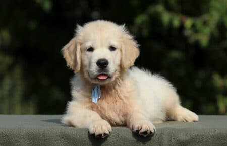JENIFFER CUCCIOLO MASCHIO DI GOLDEN RETRIEVER SAN NICOLO 3938