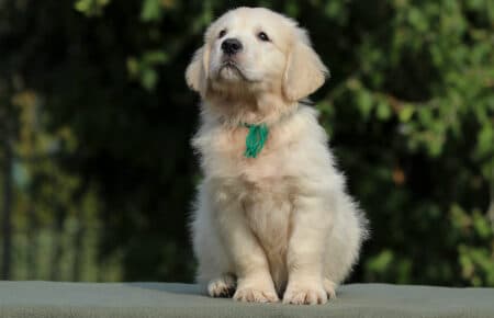JENIFFER CUCCIOLO MASCHIO DI GOLDEN RETRIEVER SAN NICOLO 3953