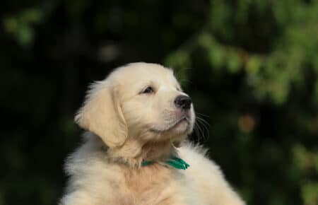 JENIFFER CUCCIOLO MASCHIO DI GOLDEN RETRIEVER SAN NICOLO 3971