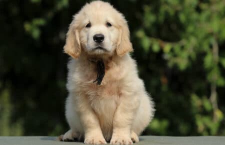 JENIFFER CUCCIOLO MASCHIO DI GOLDEN RETRIEVER SAN NICOLO 3984