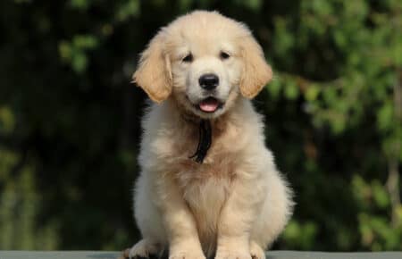 JENIFFER CUCCIOLO MASCHIO DI GOLDEN RETRIEVER SAN NICOLO 3985