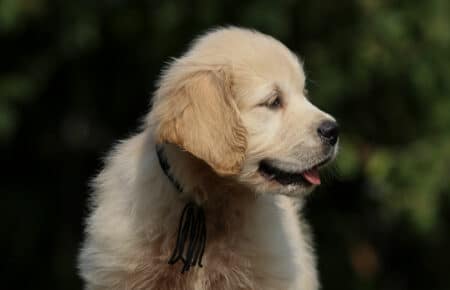 JENIFFER CUCCIOLO MASCHIO DI GOLDEN RETRIEVER SAN NICOLO 3993