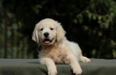 JENIFFER CUCCIOLO MASCHIO DI GOLDEN RETRIEVER SAN NICOLO 3997